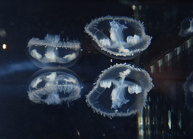 Nevídaný úkaz. V jezeře na Opavsku plavou stovky medúz, pocházejí z Číny