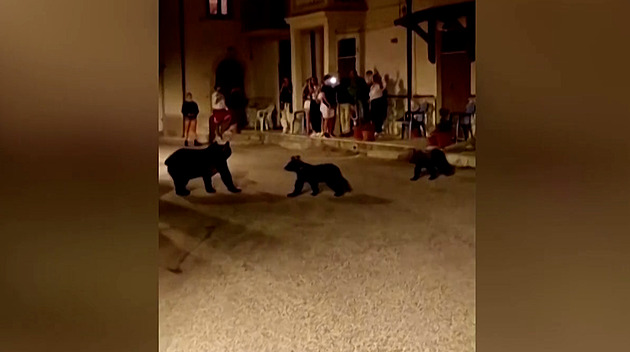 VIDEO: Medvědice se nebála s mláďaty se procházet městem. Muž ji zastřelil