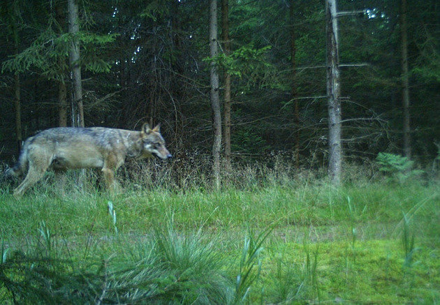 V nejméně navštěvované části Brd se objevil vlk, zachytila ho fotopast