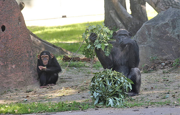 Šimpanzi v plzeňské zoo dostali nový výběh, krmení hledají ve dřevě i taškách
