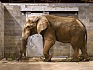 Z�sk�n�m slon�ho samce se zl�nsk� zoo splnil dlouholet� chovatelsk� sen. Mohou...