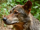 Osmiletý samec vlka iberského picestoval do jihlavské zoo z Berlína v pli...