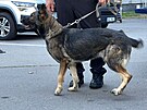 Mrtvolu oznaují policejní psi hlasitým tkáním.