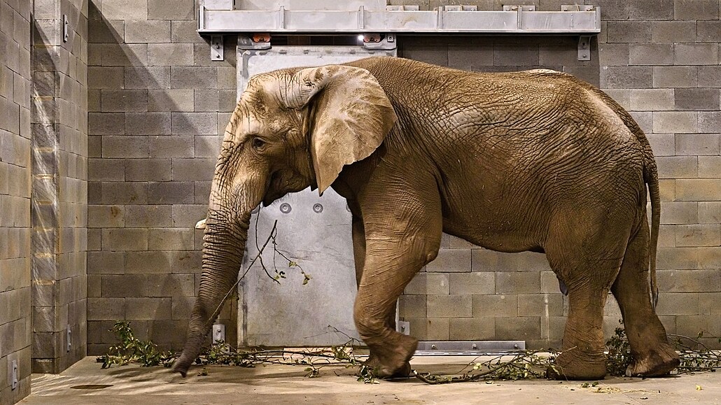 Získáním sloního samce se zlínské zoo splnil dlouholetý chovatelský sen. Mohou...