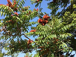 Pajasan �láznatý