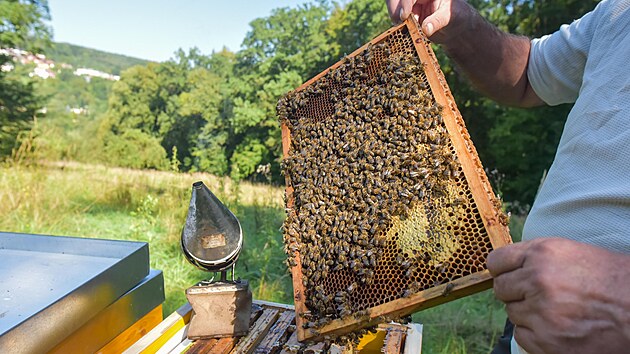 Na zahradě Čiperovy vily ve Zlíně se rodí nová včelstva. (září 2023)