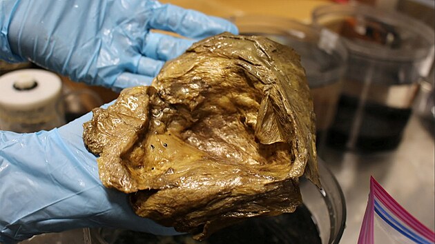 Vědci našli na dně oceánu u pobřeží Aljašky záhadnou zlatou kouli. Předpokládají, že se může jednat o vejce nebo mořskou houbu. (6. září 2023)