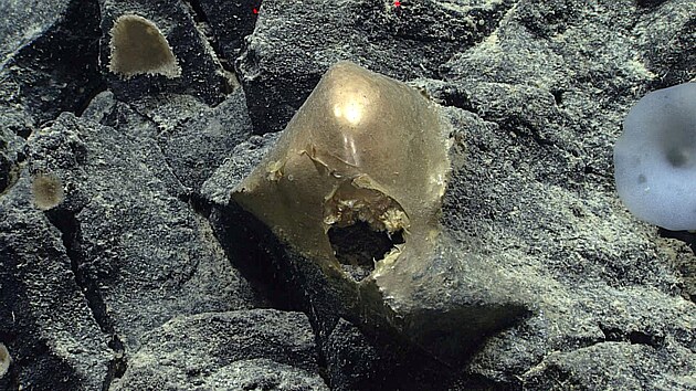 Vědci našli na dně oceánu u pobřeží Aljašky záhadnou zlatou kouli. Předpokládají, že se může jednat o vejce nebo mořskou houbu. (30. srpna 2023)