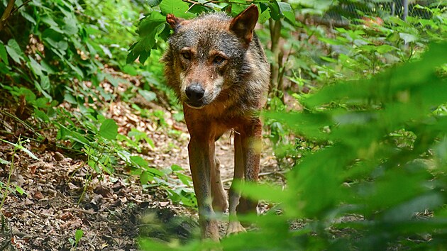 Osmilet samec vlka iberskho picestoval do jihlavsk zoo z Berlna v pli...