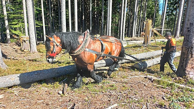 V Mostech u Jablunkova nyn plat zkaz vstupu do les. Tisce strom tam je nyn v kalamitnm stavu po niiv vichici a hroz jejich pd.