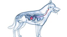 Torze žaludku může být pro psa fatální. Zde je třeba ihned kontaktovat veterináře.