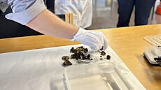 Profesor Sigmund Oehrl z archeologického muzea stavangerské univerzity si...