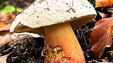 Mapa pravd�podobného výskytu r�stu se krásn� zelená, co� znamená vysokou...