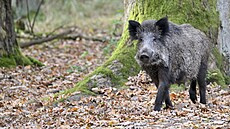 ilustra�ní snímek