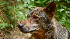 Osmiletý samec vlka iberského picestoval do jihlavské zoo z Berlína v pli...