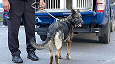 Psi z prvního odd�lení specialisté na vyhledávání mrtvol, doká�í je najít i...