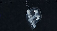 Zajímavé je to, �e medúzky v jeze�e jsou v�echny stejného pohlaví. Rozmno�ily...