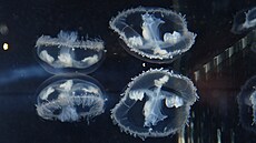 Poprvé se v Česku tyto medúzky objevily přibližně v polovině 20. století.