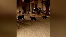 V Itálii vyvolalo pobouření zastřelení medvědice, která měla mláďata