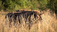 Zub�i v P�írodní rezervaci Milovice. V roce 2023 se narodilo ji� 8 zub�ích...