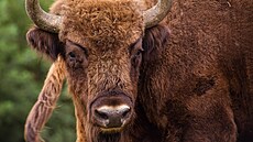 Zub�i v P�írodní rezervaci Milovice. V roce 2023 se narodilo ji� 8 zub�ích...