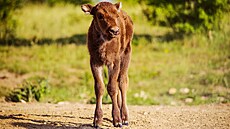 Zub�i v P�írodní rezervaci Milovice. V roce 2023 se narodilo ji� 8 zub�ích...