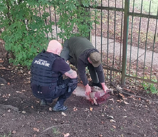 Bachyně s mladými nepustila učitele do školy, přivolané strážníky napadla