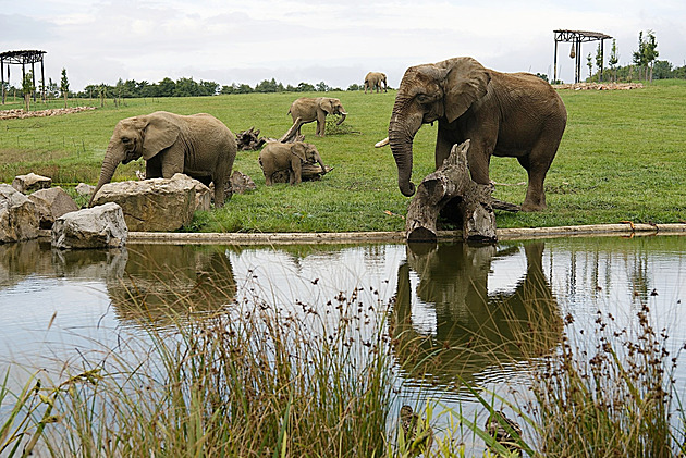 Nový samec už vládne slonům ve zlínské zoo, chovatelé věří v odchov mláďat
