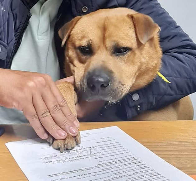 Radnice portugalské obce zaměstnala psa, úředníkům má rozdávat lásku a přízeň