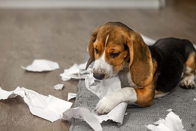 ANKETA: Vybírejte nejroztomilejšího zářijového mazlíčka. Hraje se o knihy