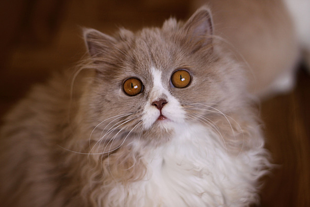 Je to britka. Jenže s dlouhými chlupy a mazlivější, což je u kočky fajn