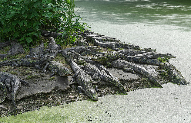 Čínské jezero je smrtící past, při záplavách do něj uplavalo 75 krokodýlů