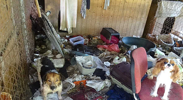 Psi žili ve výkalech a odpadcích, chovatelce přitom vyhrávali soutěže