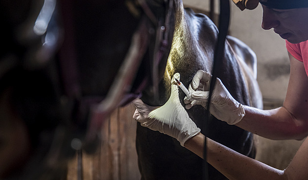 Veterinářů ochotných pečovat o hospodářská zvířata ubývá, výjimkou je Haná