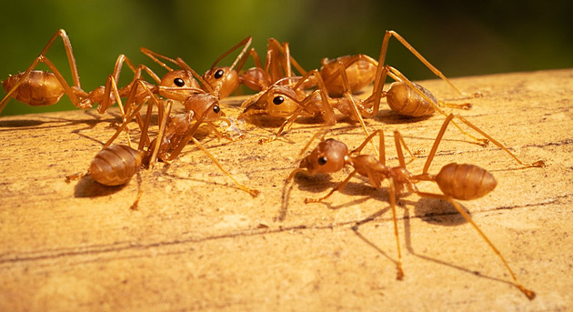 Ohniví mravenci se poprvé dostali do Evropy, napadají vše živé kolem sebe