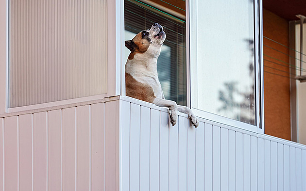 Z mého klidného bydliště je Čoklistán. Sousedky „kabelková krysa“ hodiny vyje