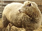 První naklonovaná ovce Dolly na snímku z roku 1997.