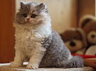 Kot britské koky dlouhosrsté, tímsíní kot
