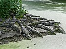 Krokodýli v ínském Krokodýlím jezee (15. dubna 2023)