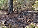 Spálený les u Bujanova na Krumlovsku.