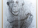 Obraz opice si nechal Brousil namalovat od pouliního malíe v Berlín. Dnes...