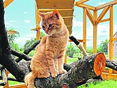 Voliéra pro kočky v útulku Spolek Šklíba