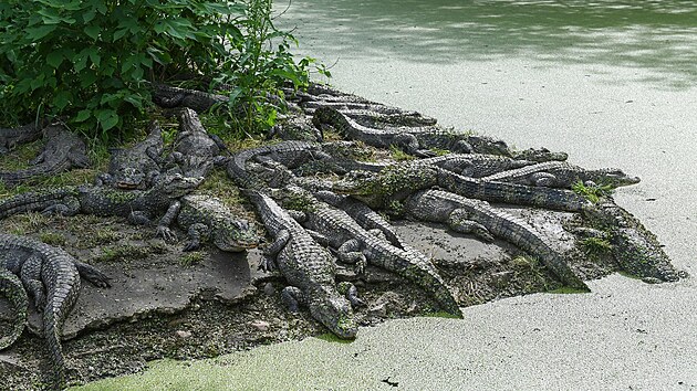 Krokodýli v čínském Krokodýlím jezeře (15. dubna 2023)