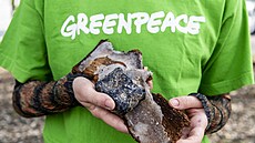 Aktivisté Greenpeace protestovali proti kácení deva u Horního Jietína v...