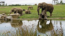 Podle pozorování chovatel má sloní samec Jack velmi klidnou povahu, ve stád...
