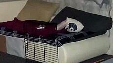 Kriminalisté v Dolním Dvo�i�ti prov��ují násilnou smrt �eny.