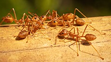 Červení mravenci se poprvé rozšířili do Evropy. (11. září 2023)