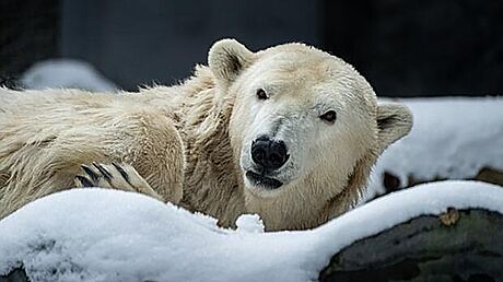 Praská zoo musela uspat samici medvda ledního Bertu, mla neléitelné...