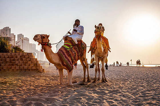 Velbloudi patří k oblíbené turistické atrakci v Dubaji.