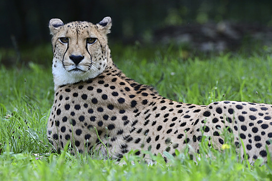 Nejrychlejí savec: Díky dvojici mladých samc se do Zoo Olomouc opt vracejí...